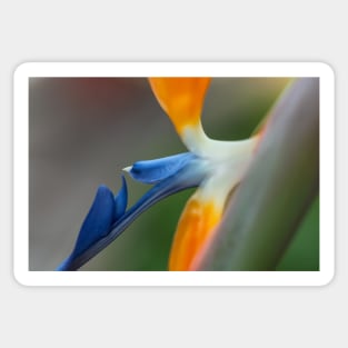 Bird of Paradise Sticker